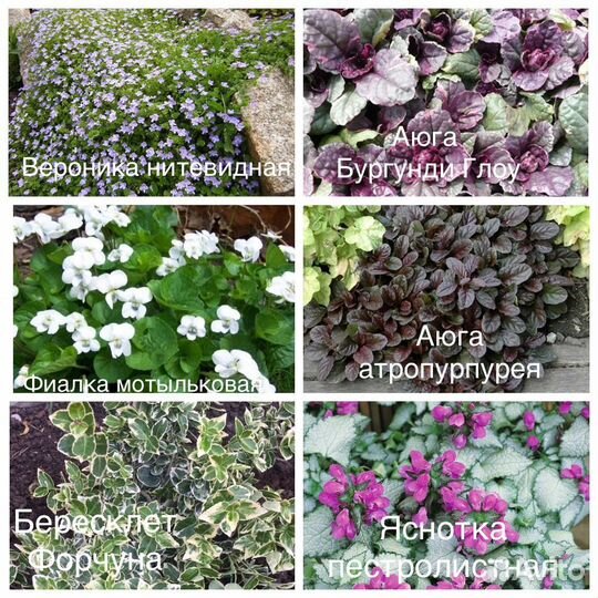 Многолетники почвопокровные