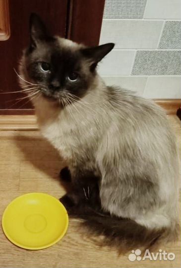 Тайский кот Денди