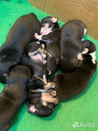 Щеночки чихуахуа триколор