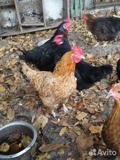 Куры несушки домашние