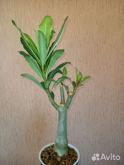 Адениум, анаконда желтая