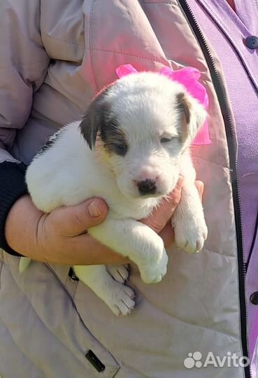 Щенки карапузы в добрые руки