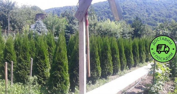 Туя Смарагд