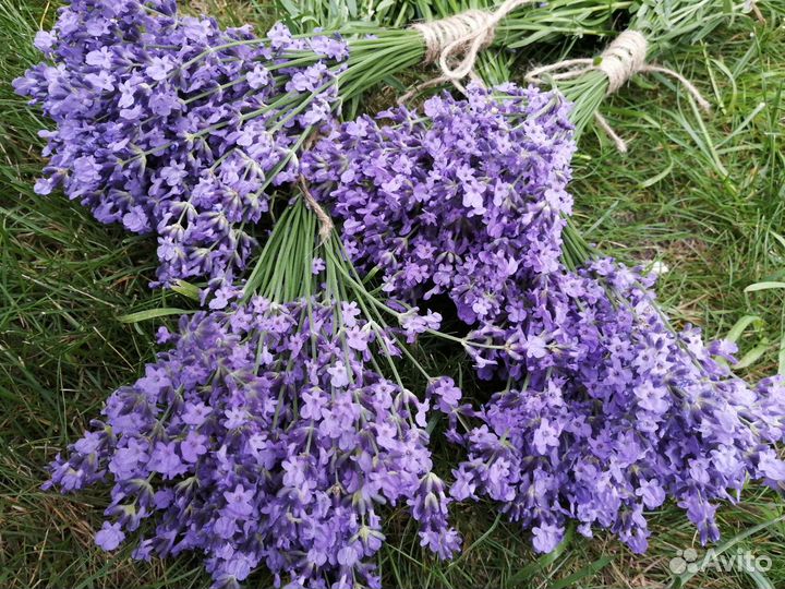 Лаванда в срезке (букетики) и саженцы