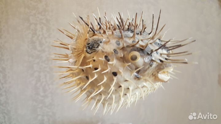Рыба - шар С шипами(тетраодон) Ракушки