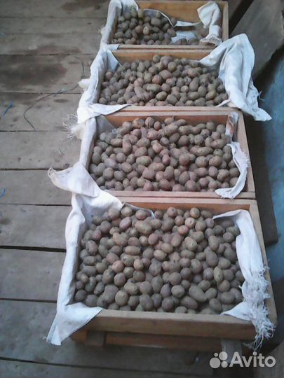 Продаю картофель, зерно ржи