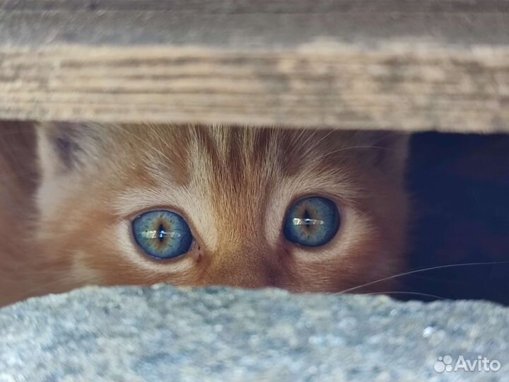 Котята