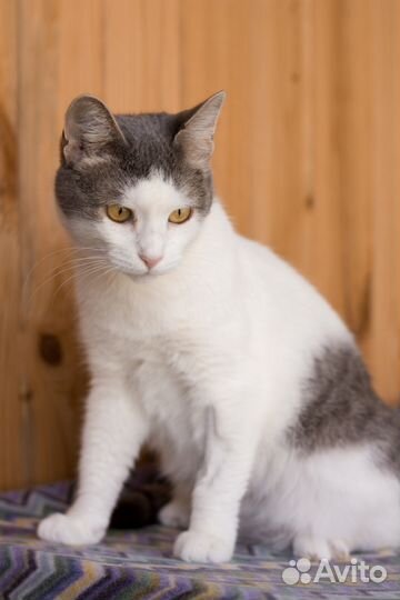 Кошка Долли, 6 лет (из приюта)