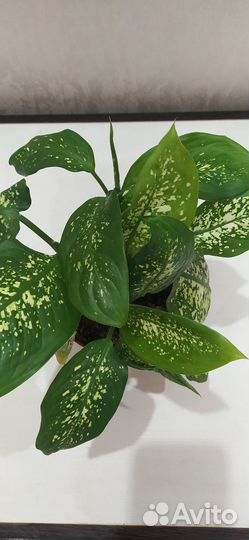 Диффенбахия