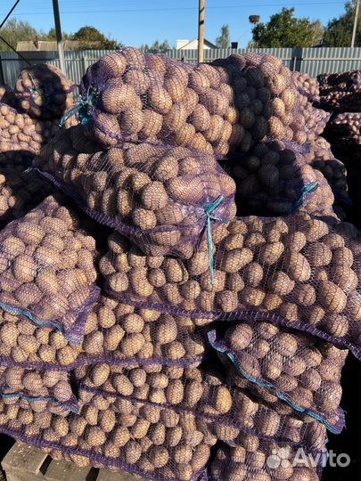 Продается крупный картофель
