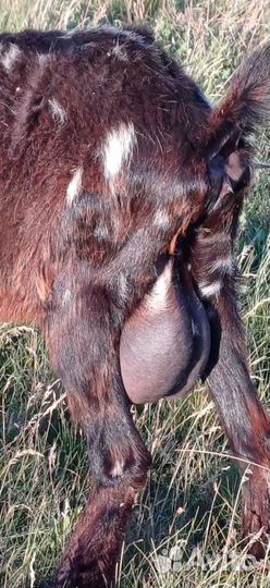 Козы зааненсконубийские