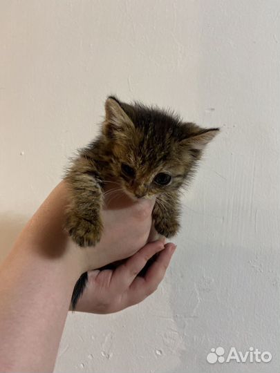 Котенок в добрые руки