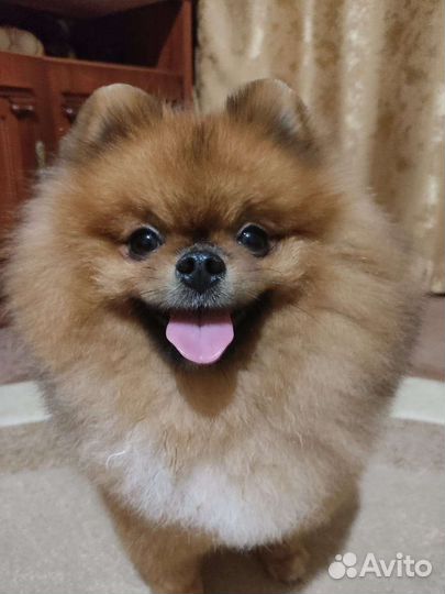 Померанский шпиц приглашает в гости девочку