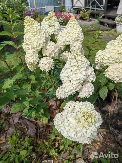 Гортензия метельчатая Sundae Fraise(Сандей Фрайз)