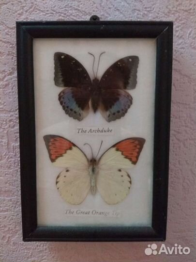 Насекомые в рамке