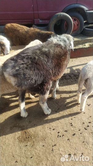 Баранчики и ягнята