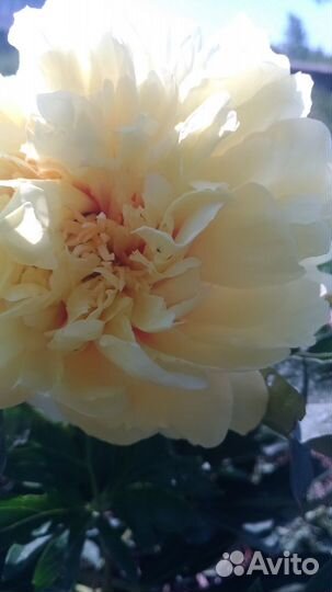 Пион Бартзелла