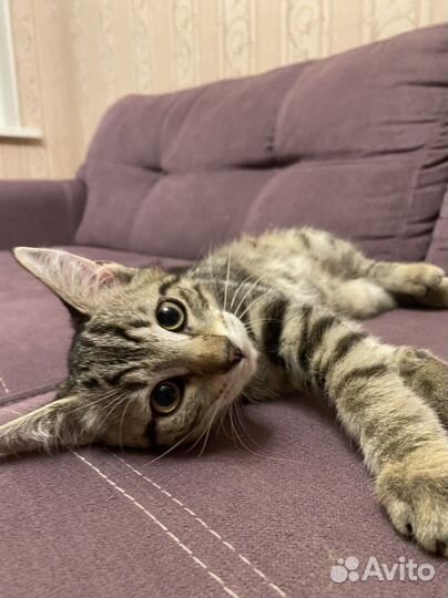 Пятнистые котята