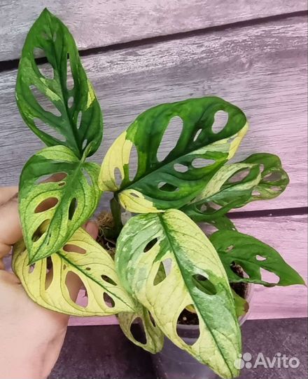Монстера адансона вариегатная и ещё 700 растений