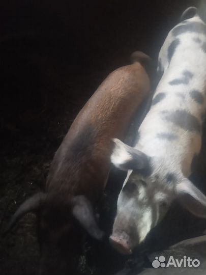 Поросенок ландрас