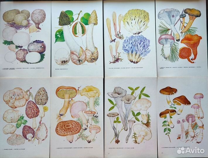 Ботанические иллюстрации грибы