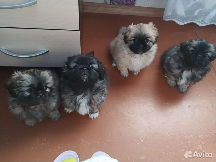 Собаки щенки пекинес