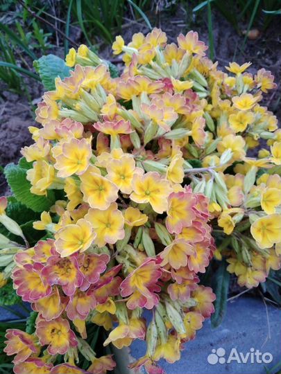 Цветы примула