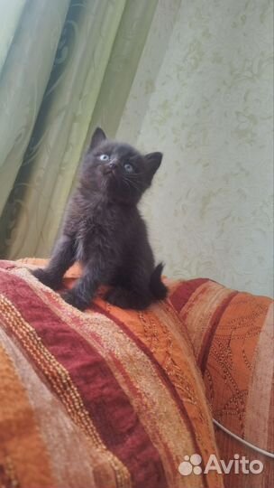 Коты в добрые руки