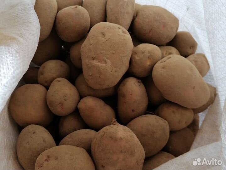 Продажа картофеля