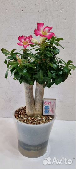 Мини adenium
