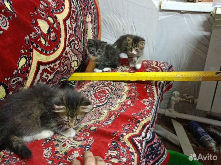 Шотландская кошка