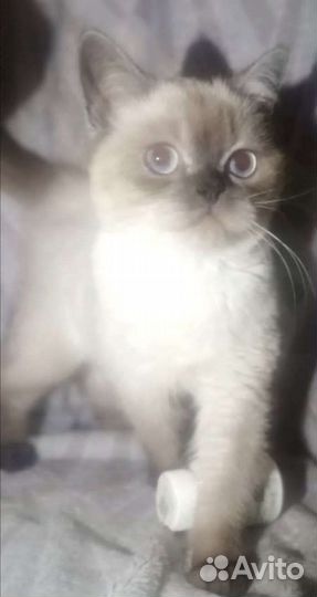 Кошки шотландцы