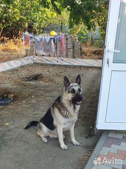 Вязка Кабель вео ищет невесту