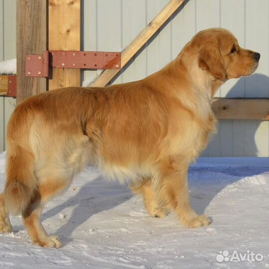 Ретривер.щенки