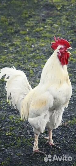 Продам петуха