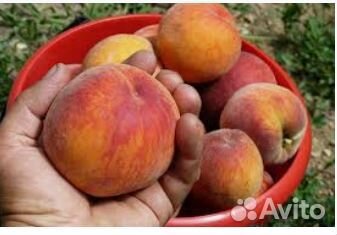 Саженцы персика