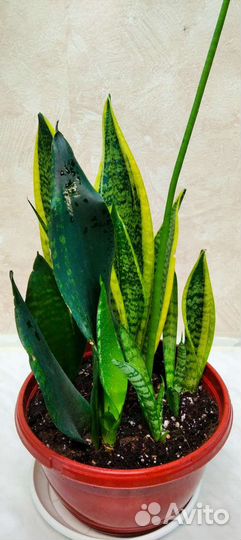 Сансевиерия