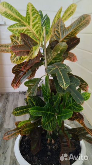 Кодиеум кротон. Цветок