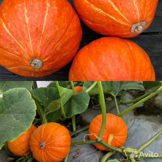 Капуста, чеснок, морковь, свекла, тыква, огурцы