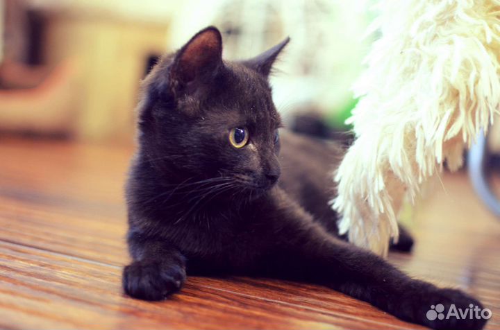 Котята в добрые руки бесплатно