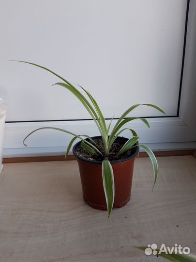 Хлорофитум пестролистый