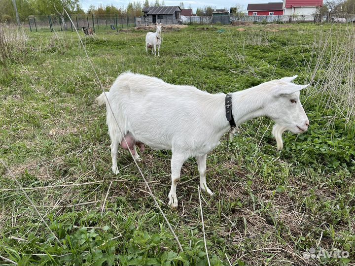 Коза дойная