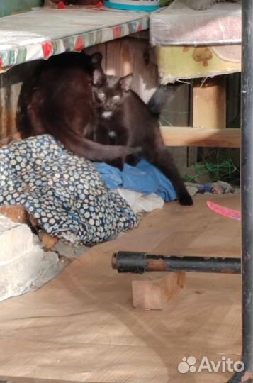 Котята бесплатно