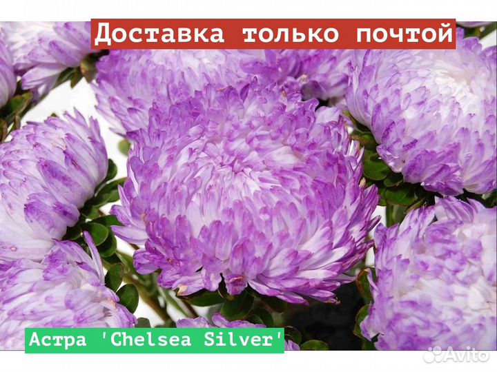 Астра Chelsea Silver