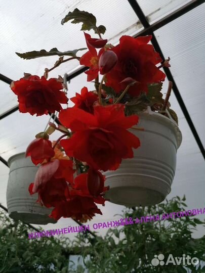 Бегония сортовая, махровая