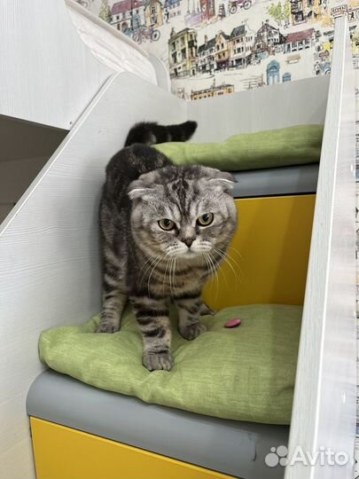 Нужна кошка для случки с котом Шотландец