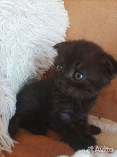 Отдам котят