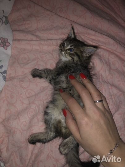 Отдам котенка