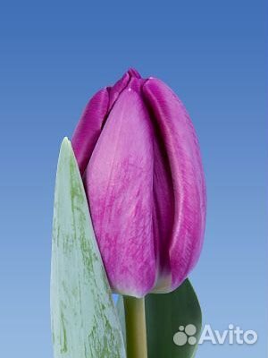 Цветы тюльпаны