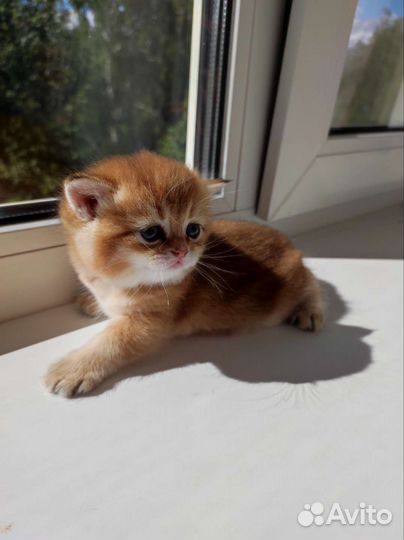 Котята золотая шиншилла